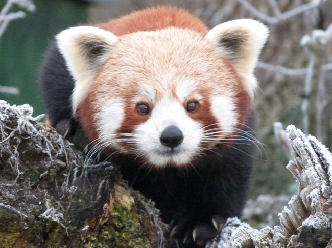 Family Day Admission (2 Adults & 2 Children)