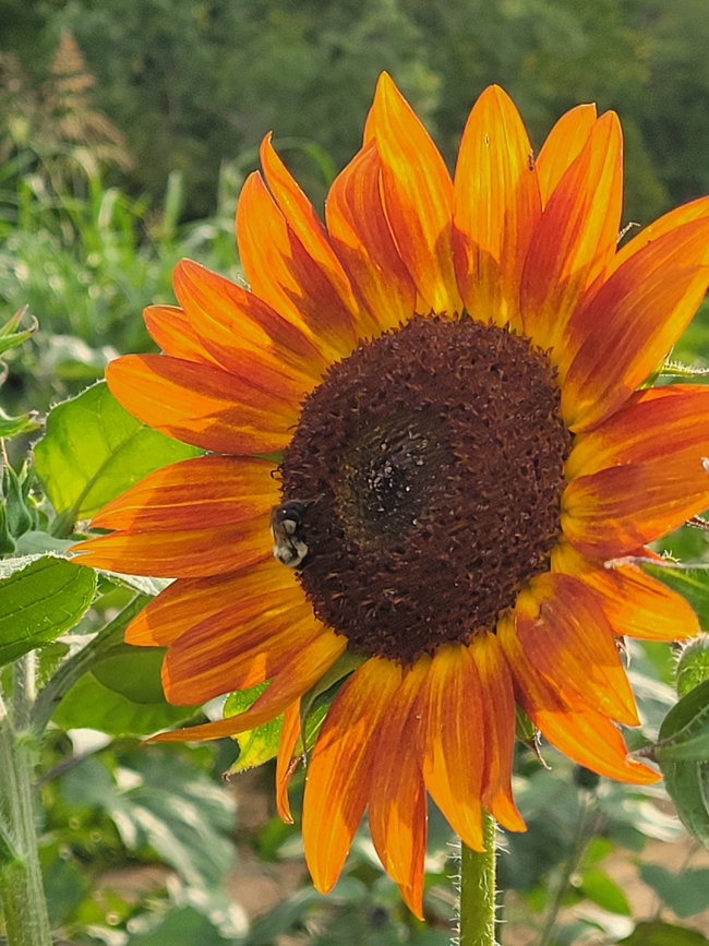 Sunflower Field Admission