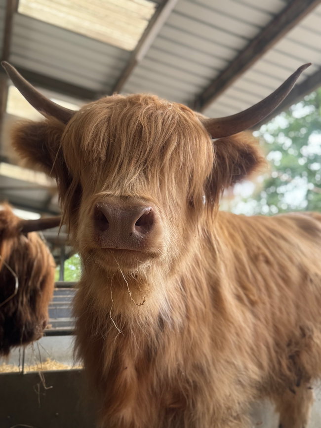 Highland Cow Weekend 19th & 20th September 🐮