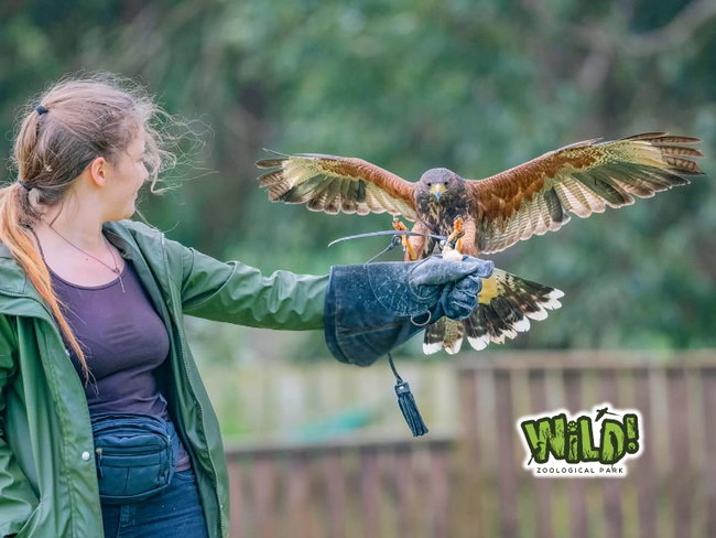 Mini V.I.P. Hawk Walk