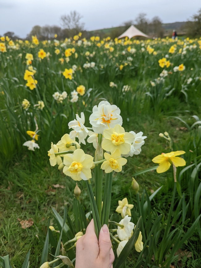 Pick Your Own Daffodils Experience 2025