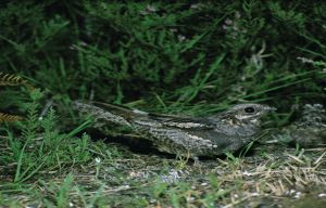  Summer Night  ramble through the forest to spot nightjars
