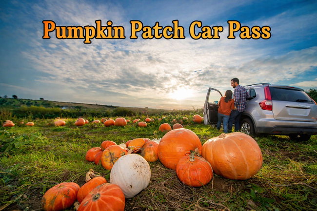 The Biggest Pumpkin Festival in Wales – Car Pass Ticket
