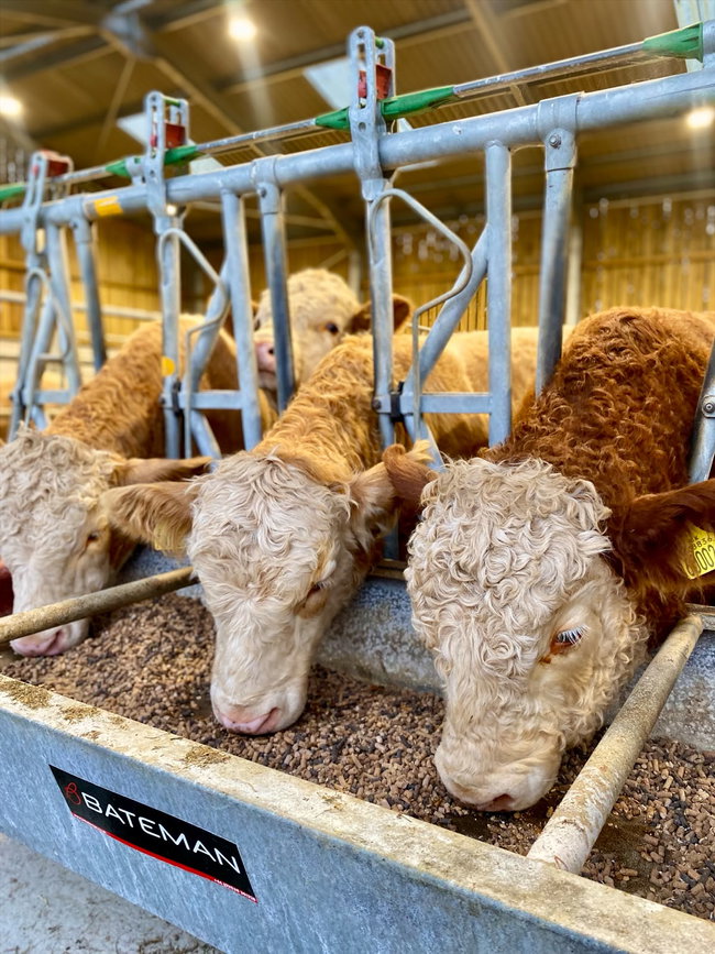 Cow Club