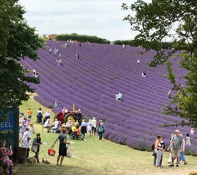 Lordington Lavender Open Days 2026: 8-12 and 18/19 July
