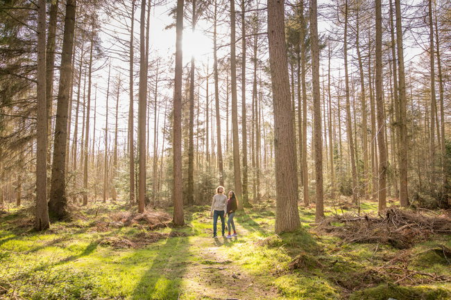 Guided Walk, Secret Life of the Forest - Saturday 10 October