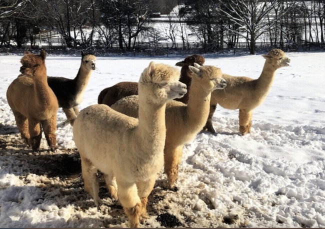 Guided Alpaca Farm Experience