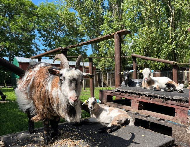 Pygmy Goat Experience 