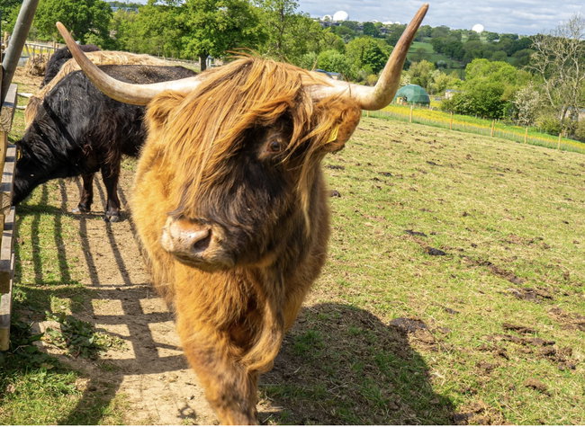 Highland Cow Mini Dome Experience (Pizza Evening) 2-3 guests