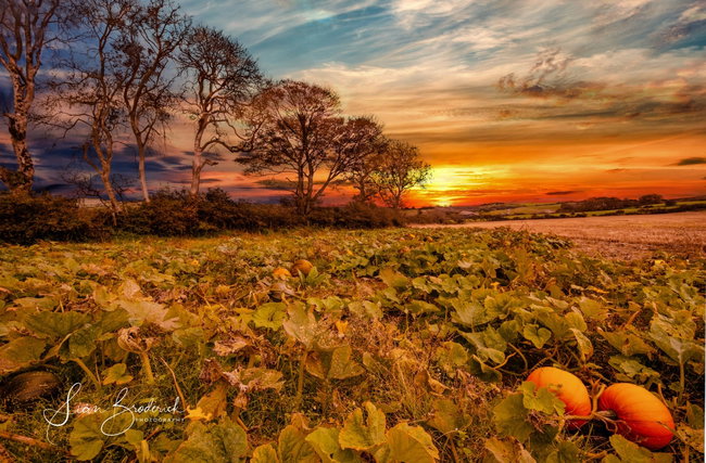 Pumpkin Picking