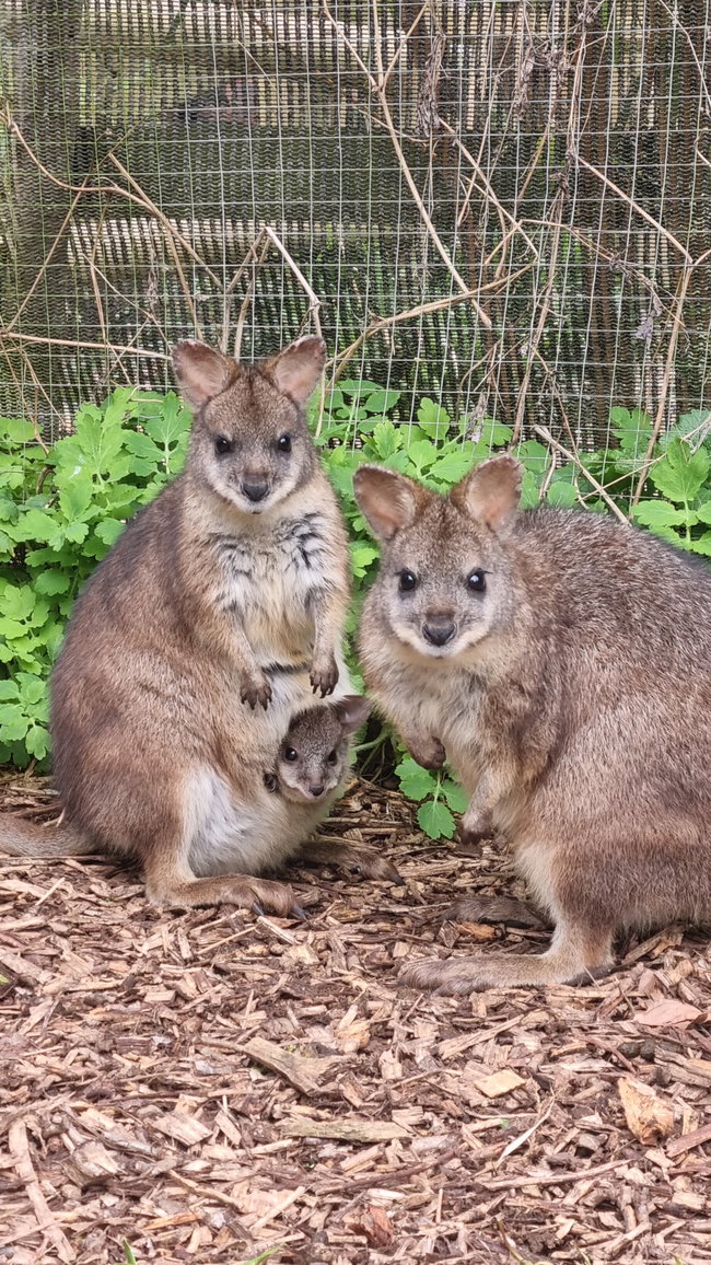 Junior Zoo Keeper Experience For One Gift Voucher