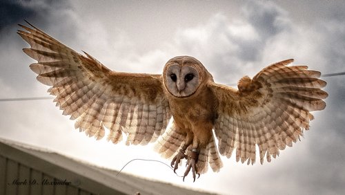 Half Day Bird Keeper Experience
