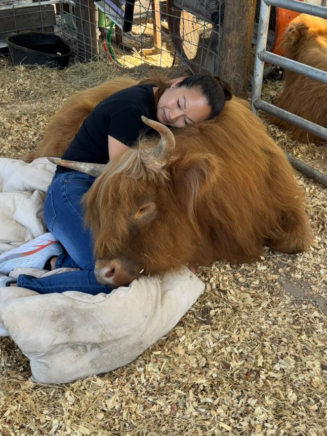 Ultimate Fluffy Cow Cuddle Experience
