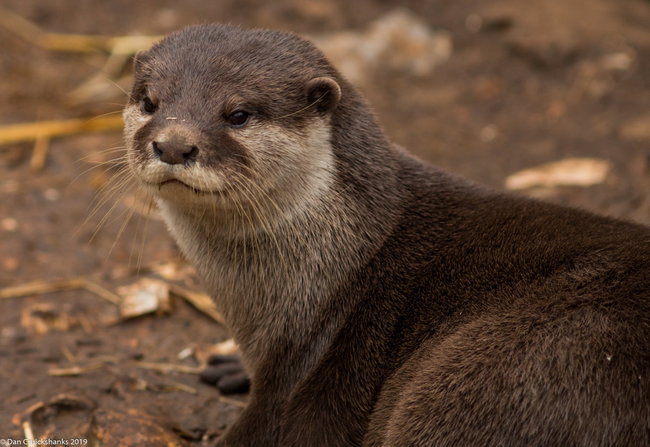 Otter Feeding Experience For One Gift Voucher