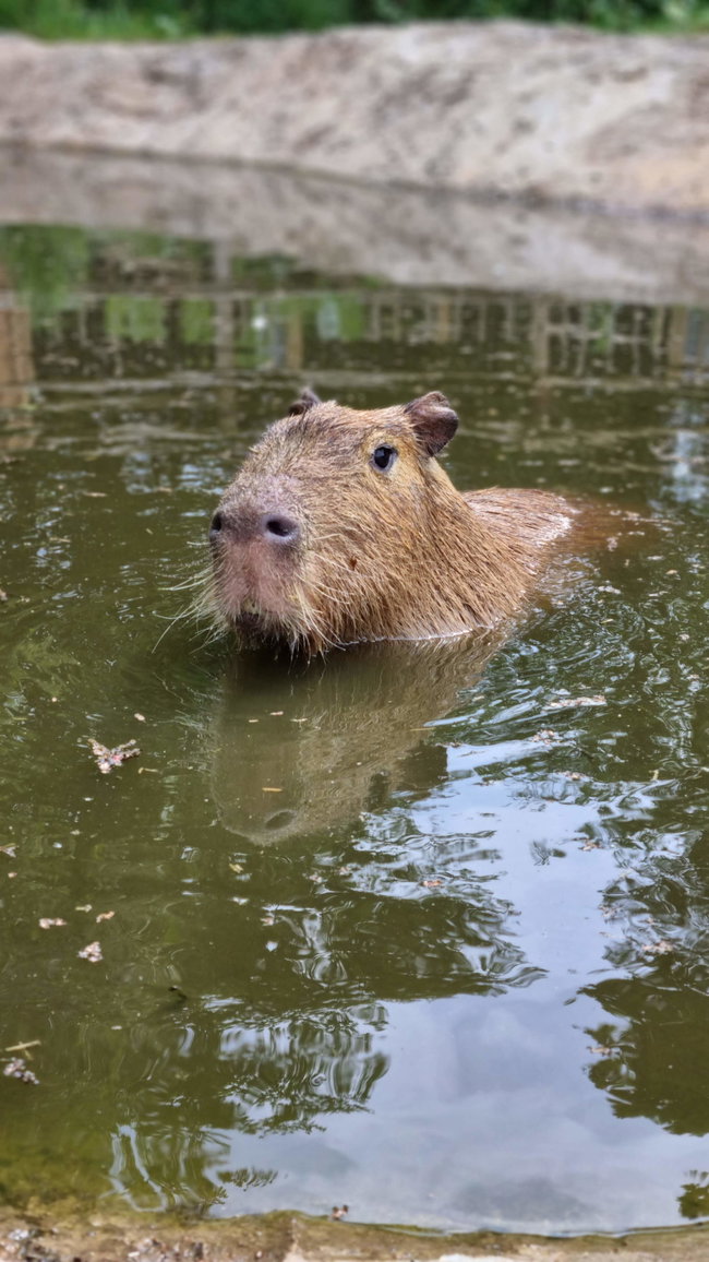 Capybara & Tapir Experience For One Gift Voucher