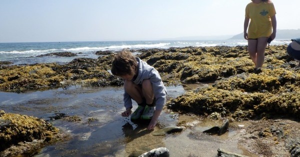 Plymouth - Birthday Rock Pool Safari