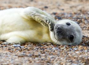 Norfolk baby seals watching and short hike