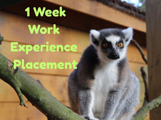 15-16yrs Work Experience