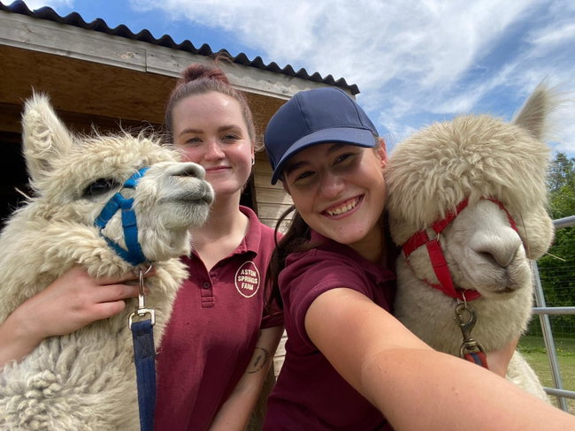 Alpaca Walk