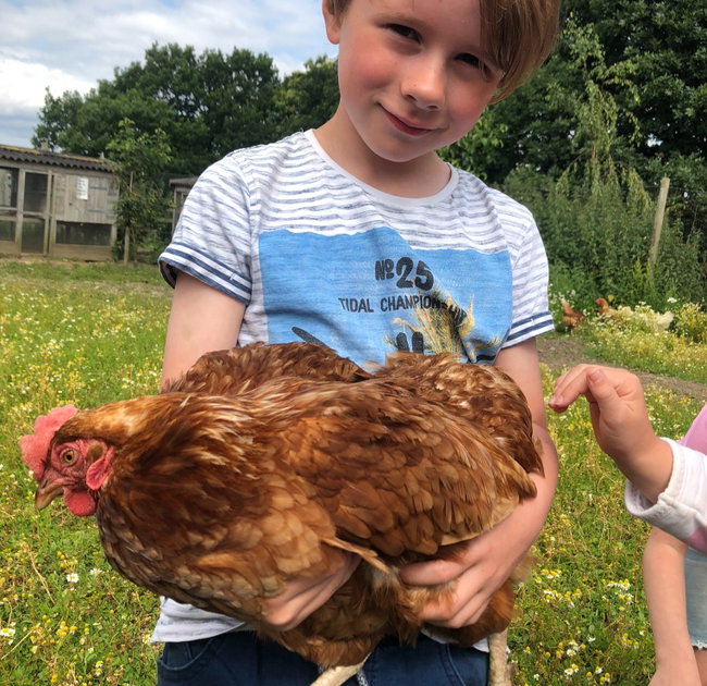 Chicken Experience 