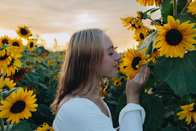 Sunflower Field Photography Pass