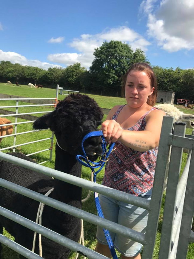 Introduction to Alpacas