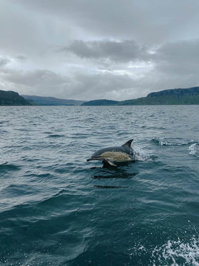 RIB Trip: Cruise the Sound of Raasay, Wildlife Spotting Trip