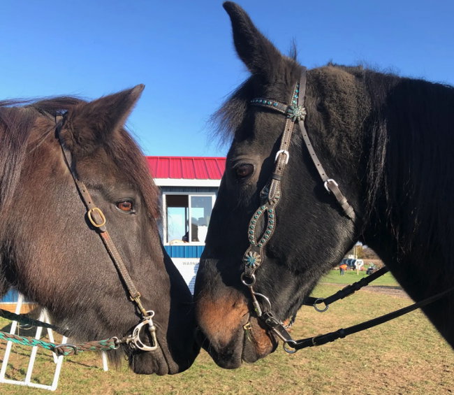 Bring Your Own Horse Maze Adventure (Oct 31 & Nov 1)
