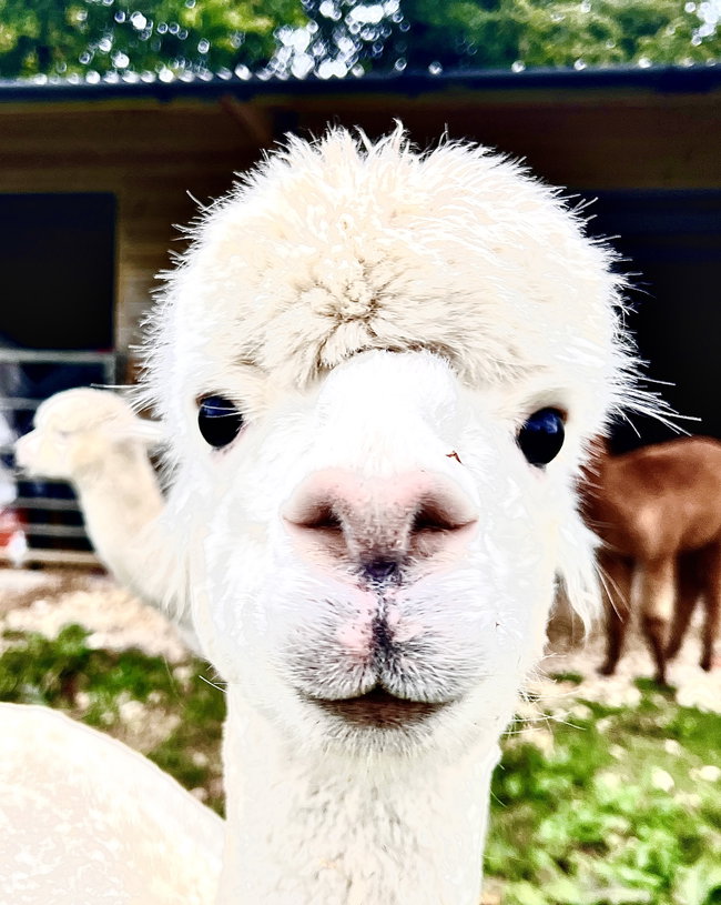 Alpaca Therapy