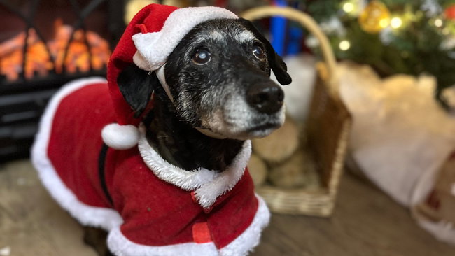 Santa Paws in the Cosy Cabin on the Farm