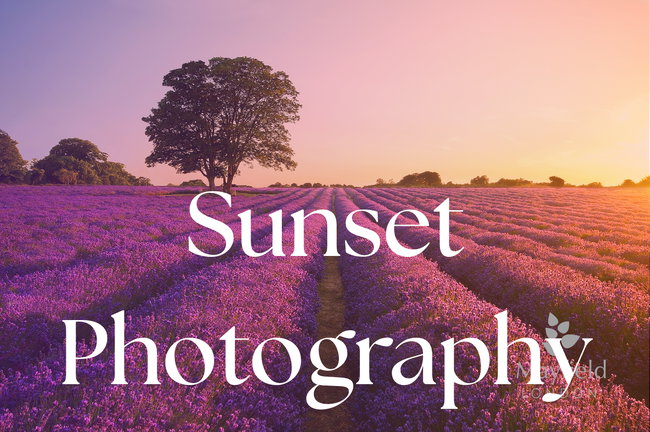 Sunset Photography Pass