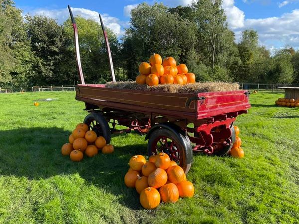 EARLY BIRD! Midweek Halloween Offer October  🎃