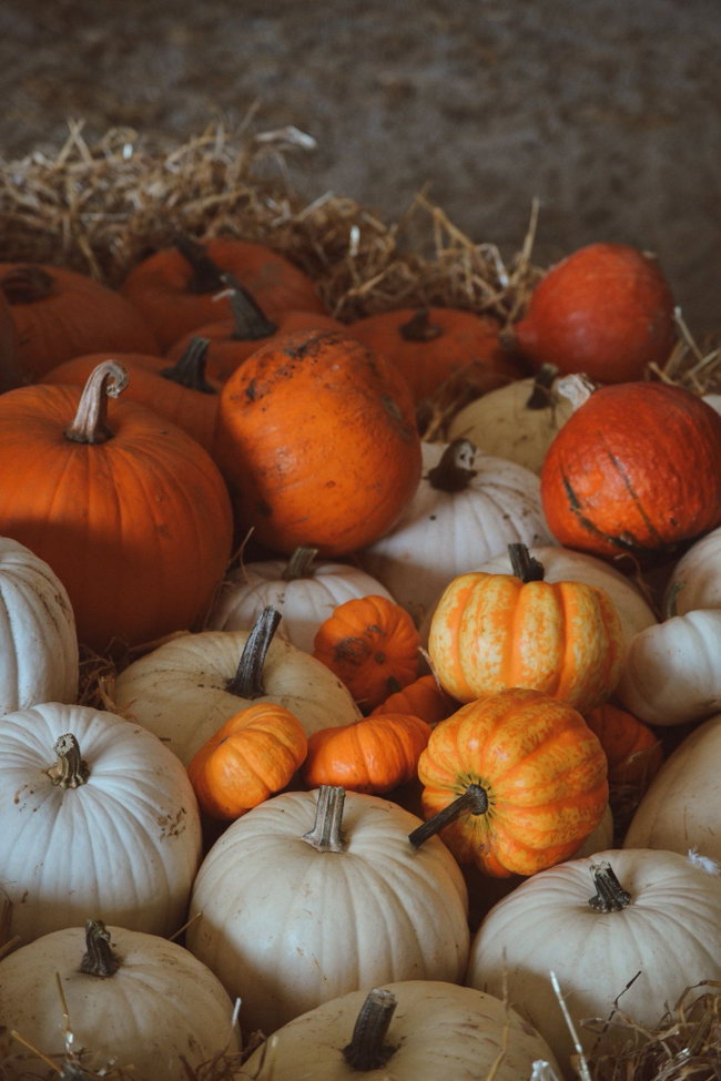Indoor pumpkin patch 