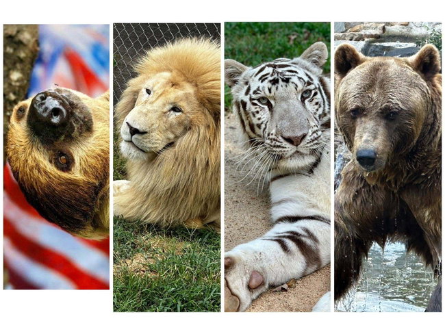 Tiger World Group Rate (10+ people)