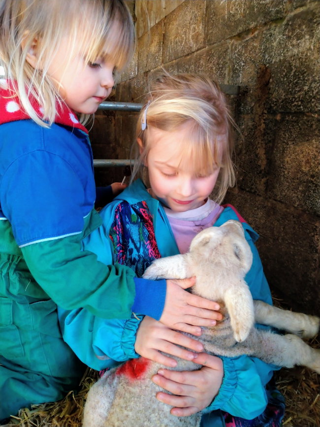 Lambing Experience