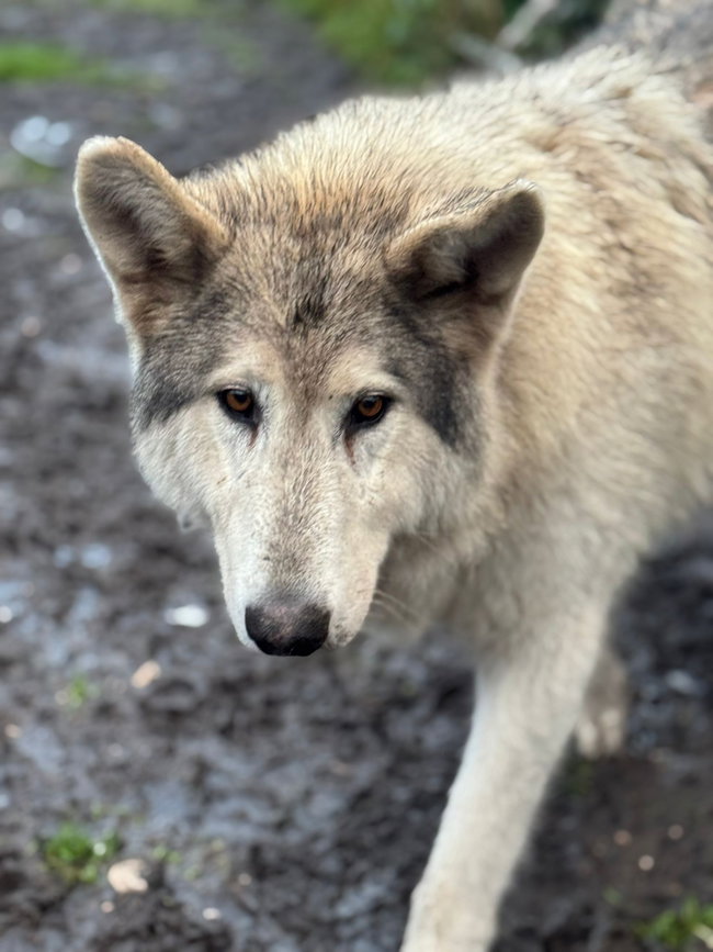 Hybrid Wolf Experience (Gift)