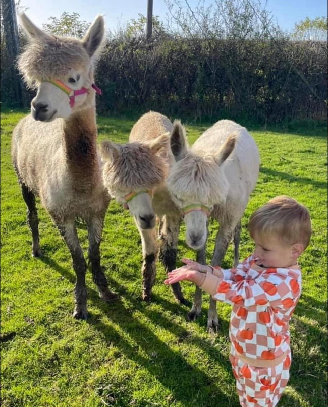 Alpaca Experience - Family Ticket