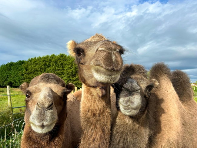 Bactrian Camel Experience (Gift)