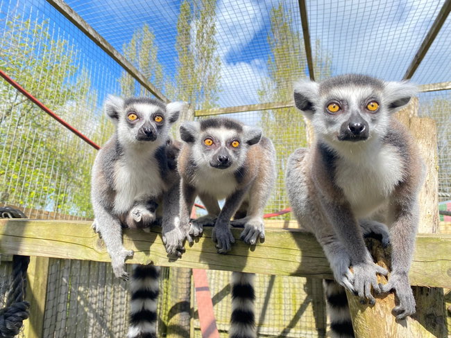 Ring-tailed Lemur Experience (Gift)