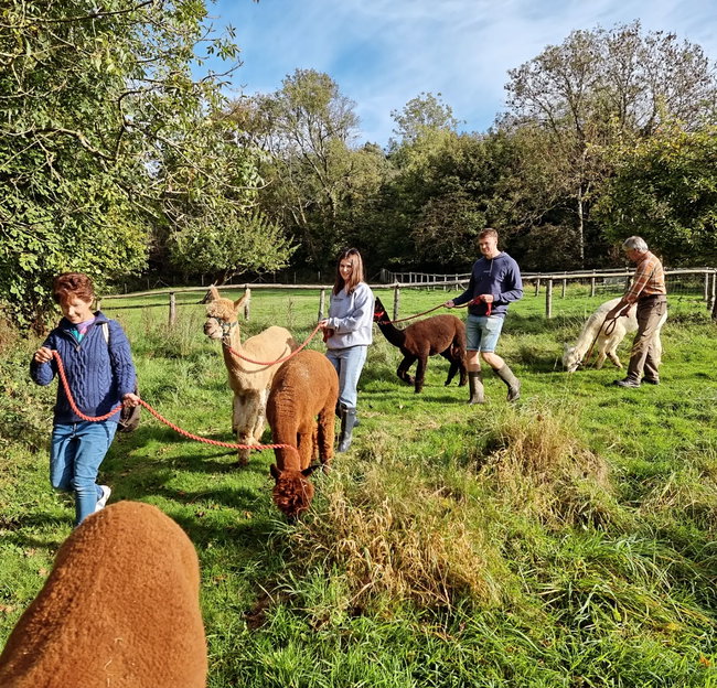 The Alpaca Walk Experience - Alpaca Orchard Walk & Tour - (Public Small Group)