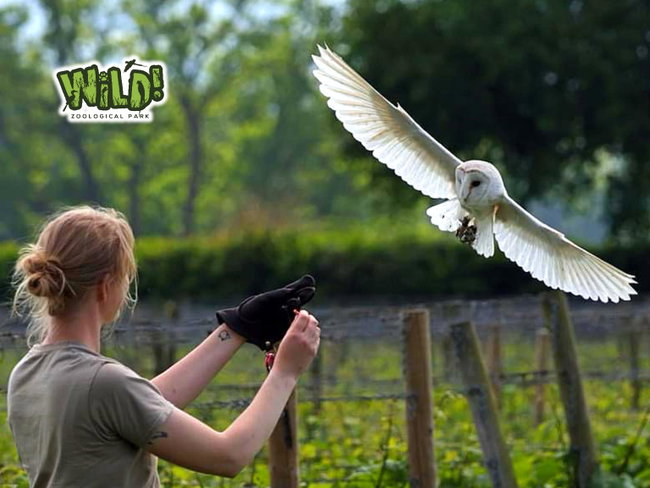 Owl or Bird of Prey VIP Experience