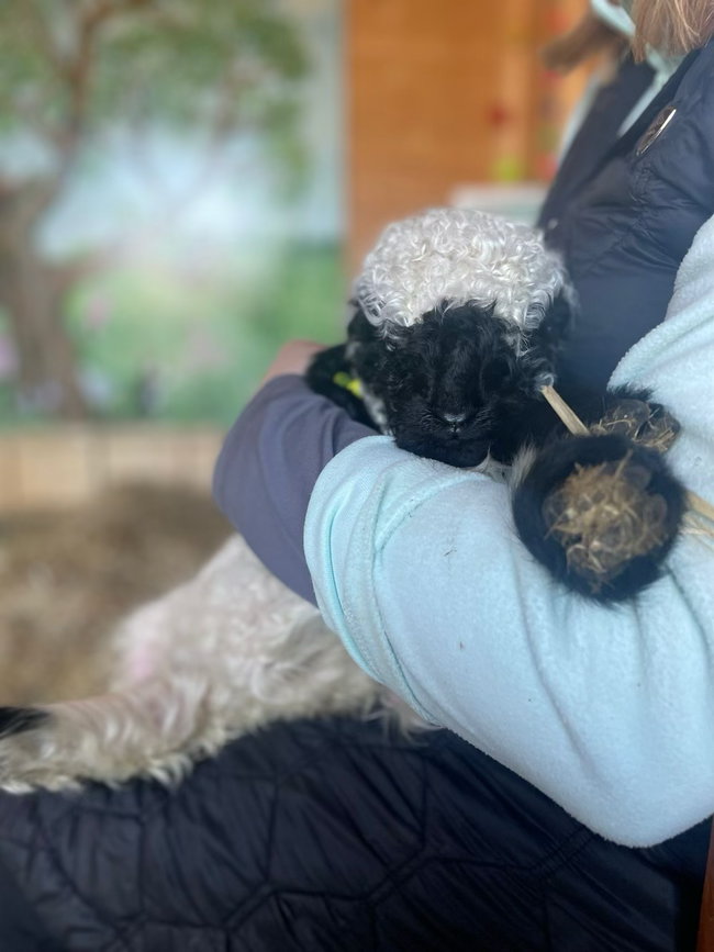 Animal Assisted Therapy Session