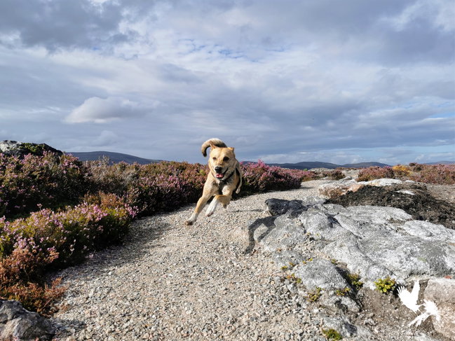 Echoing Heath - Guided Walk, Exploring History and Lore, from Kingussie (3h)