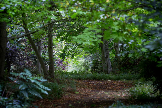 Autumn Family Dog Walk