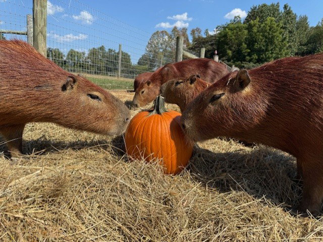Capybara Birthday Party
