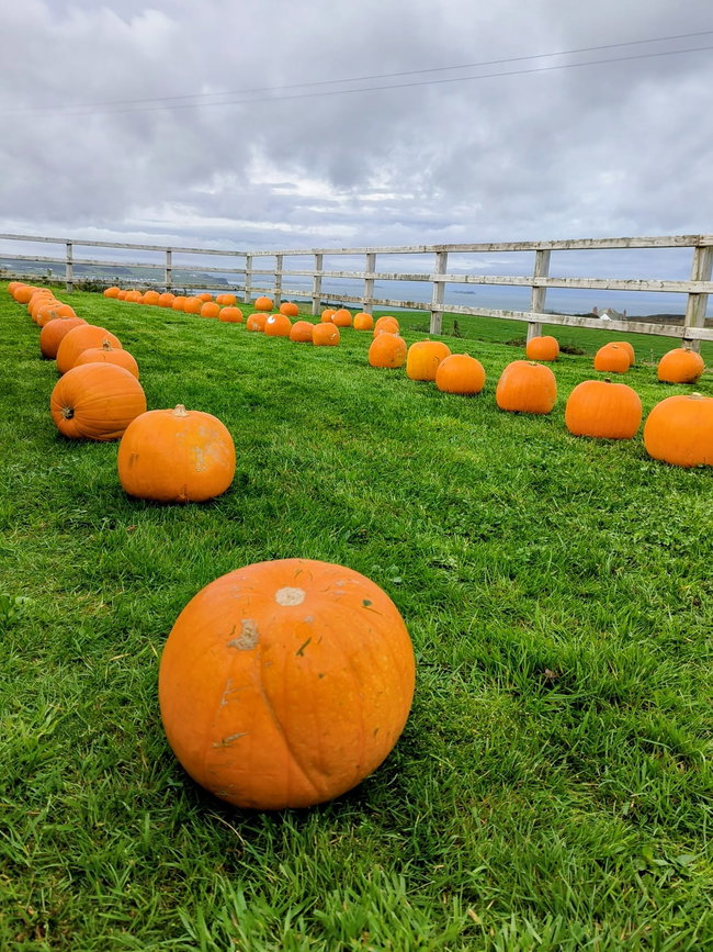 🎃 Pumpkin Patch 🎃