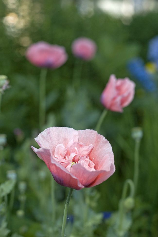 Self-Guided Garden Tour