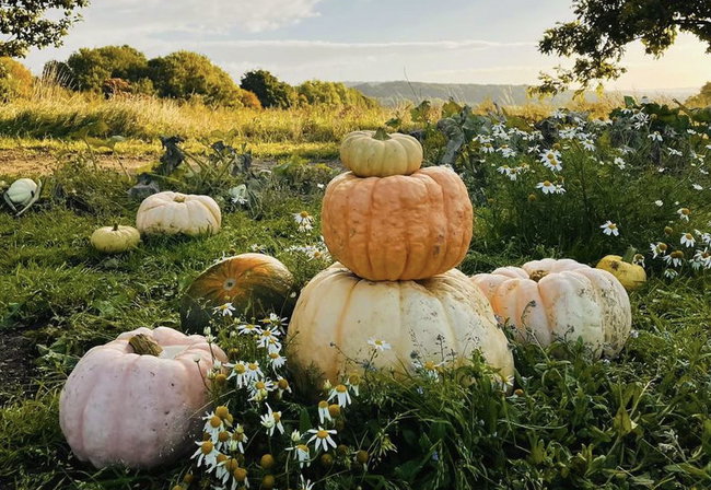 Village Pumpkins PYO 2026