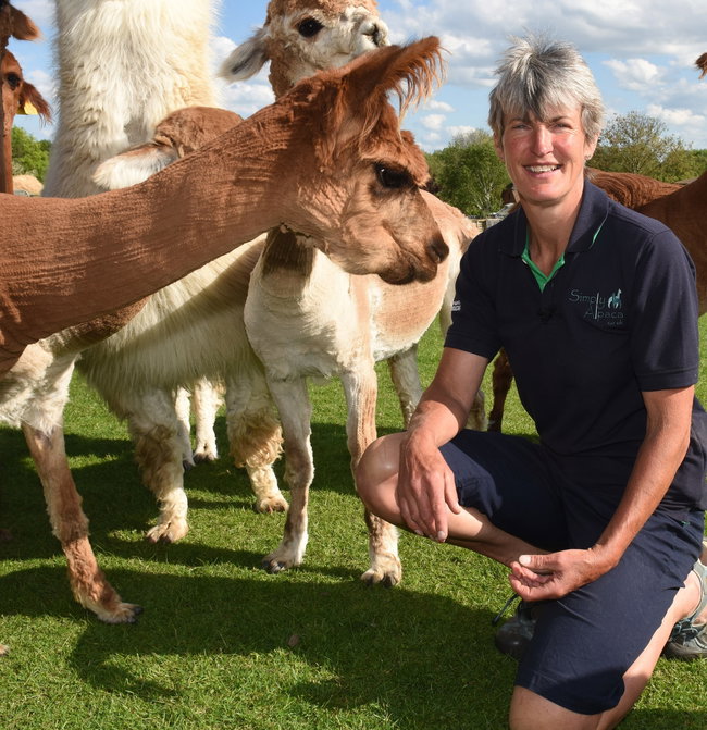 Working with Alpacas and Llamas in Animal Assisted Activity