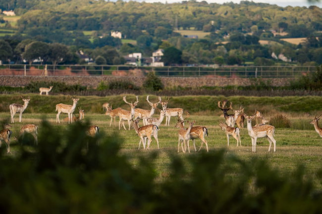 Deer Park Safari with an Afternoon Tea